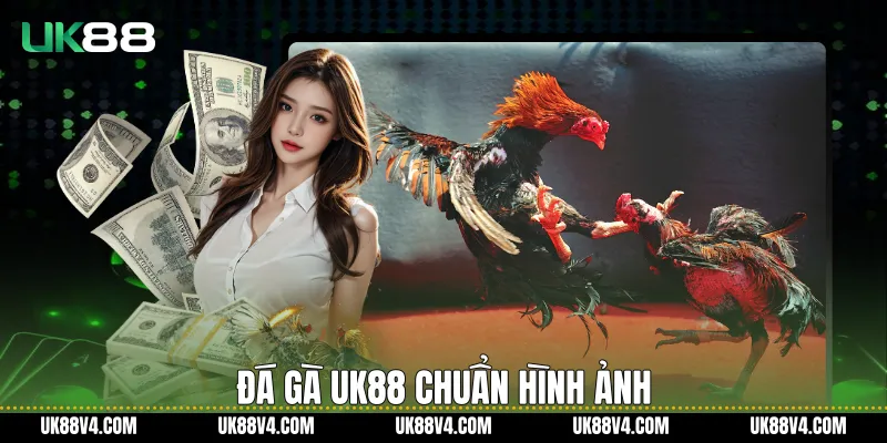Đá gà UK88 chuẩn hình ảnh