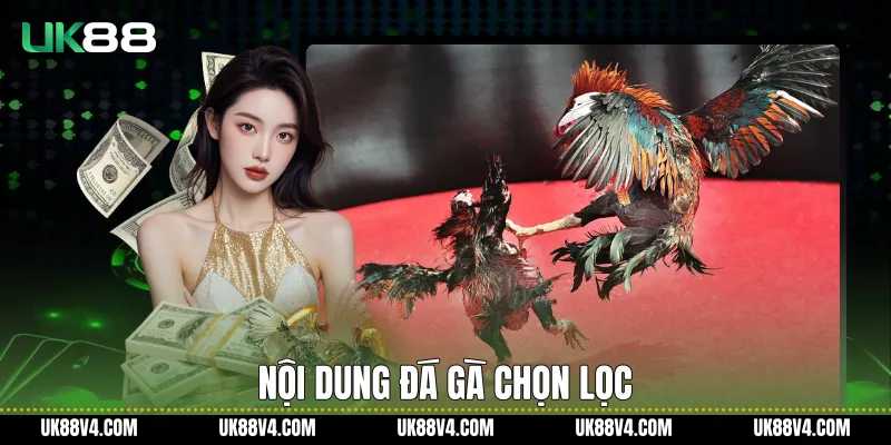 Nội dung đá gà chọn lọc