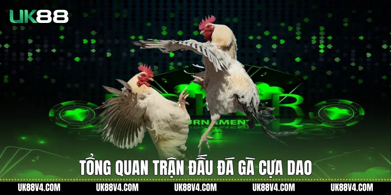 Tổng quan trận đấu Đá gà cựa dao