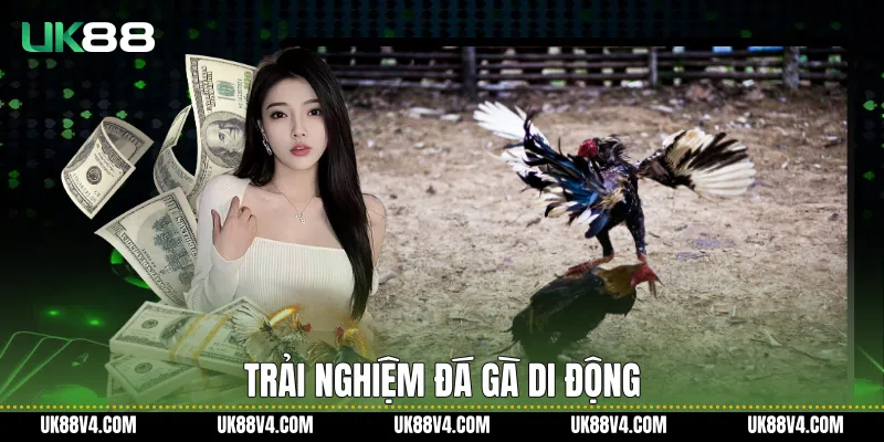 Trải nghiệm đá gà di động